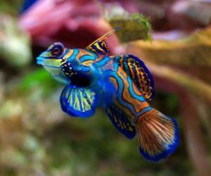 Nice tropical fish puzzle