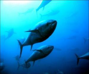 Northern bluefin tuna puzzle