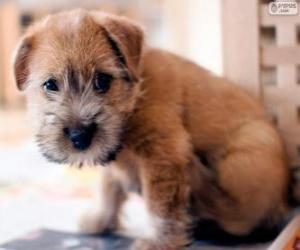 Norwich Terrier puppy puzzle