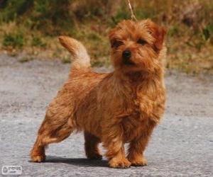 Norwich Terrier puzzle