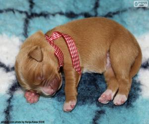 Nova Scotia Duck Tolling Retriever Puppy puzzle