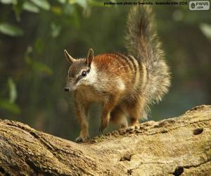 Numbat puzzle