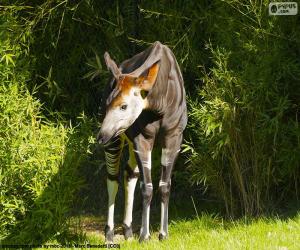 Okapi puzzle