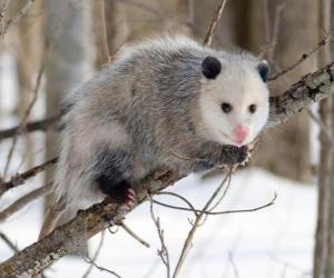 Opossum puzzle