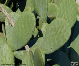 Opuntia ficus-indica or Nopal puzzle