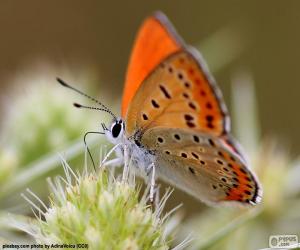 Orange Butterfly puzzle