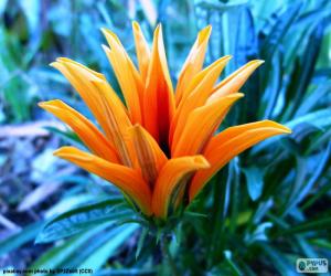 Orange Exotic Flower puzzle