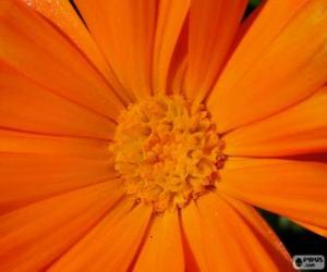 Orange flower puzzle