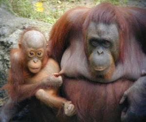 orangutan with her baby puzzle