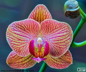 Orchid Phalaenopsis puzzle