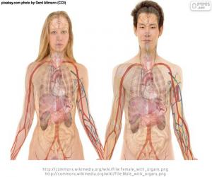 Organs of the body puzzle
