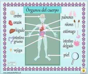 Organs of the human body in Spanish puzzle