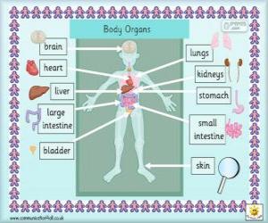 Organs of the human body in English puzzle