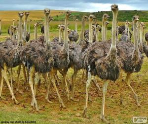 Ostriches puzzle