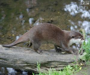 Otter puzzle