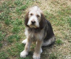 Otterhound puppy puzzle