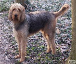 Otterhound puzzle