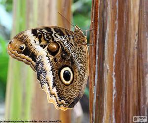 Owl Butterfly puzzle