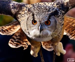 Owl flying puzzle