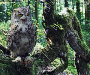 Owl on a branch puzzle