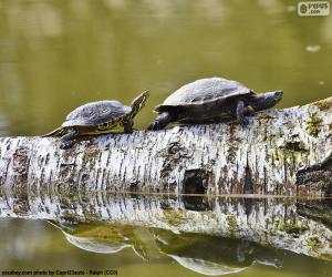 Painted turtle puzzle