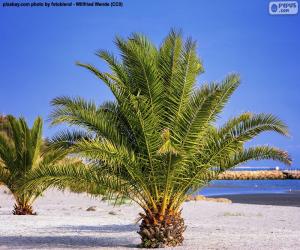 Palm trees on the beach puzzle