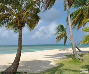 Palms by the sea puzzle