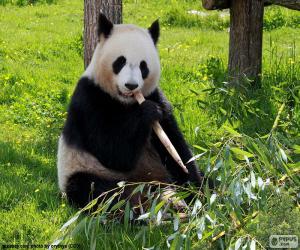 Panda eating puzzle