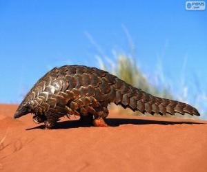 Pangolin puzzle