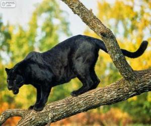 Panther black on a branch of a tree puzzle