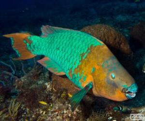 Parrotfish puzzle