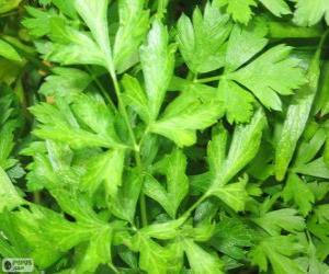 Parsley or garden parsley puzzle