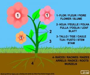 Parts of a plant puzzle