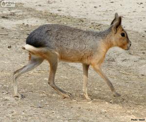 Patagonian mara puzzle