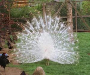 Peacock showing his plumage puzzle