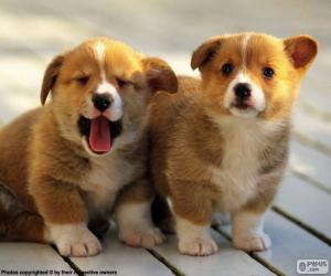 Pembroke Welsh Corgi puppies puzzle