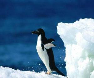 Penguin over the snow in the Antartica puzzle