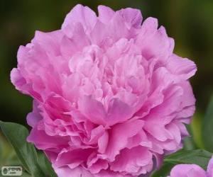 Peony Dinner plate puzzle