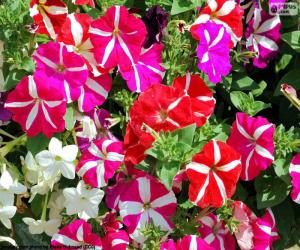 Petunia flowers puzzle