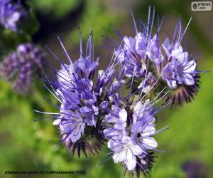 Phacelia tanacetifolia puzzle