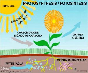 Photosynthesis puzzle