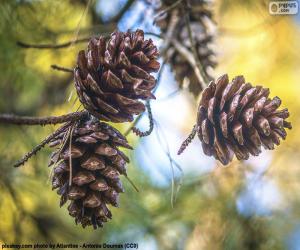 Pines cones puzzle