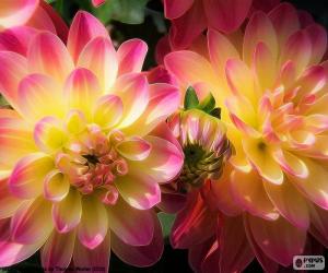 Pink and yellow Dahlia puzzle