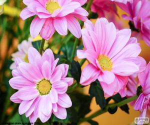 Pink daisies puzzle