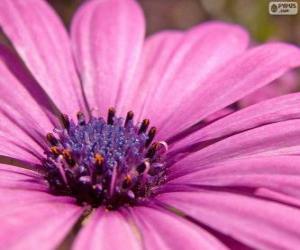 Pink flower puzzle