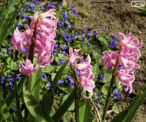 Pink hyacinth puzzle