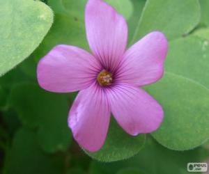 Pink oxalis puzzle