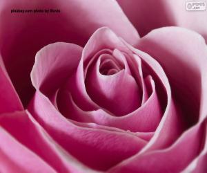 Pink pink detail puzzle