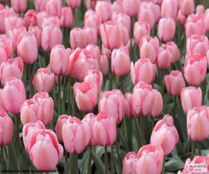 Pink tulips puzzle