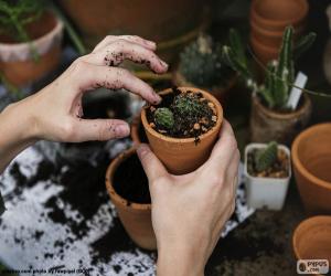 Planting a cactus puzzle